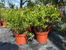 PBR Heidelbeere (Vaccinium corymbosum x Vaccinium angustifolium x Vaccinium uliginosum) JORMA - Tutifruti, s.r.o. (SK)