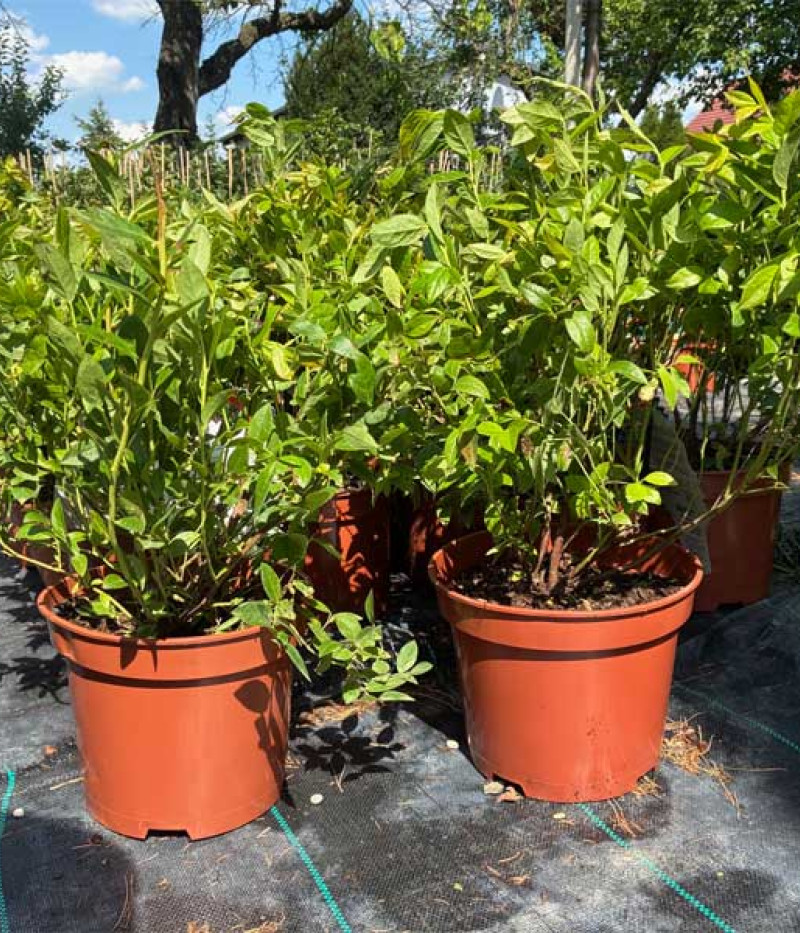 PBR Heidelbeere (Vaccinium corymbosum x Vaccinium angustifolium x Vaccinium uliginosum) ALVAR - Tutifruti, s.r.o. (SK)