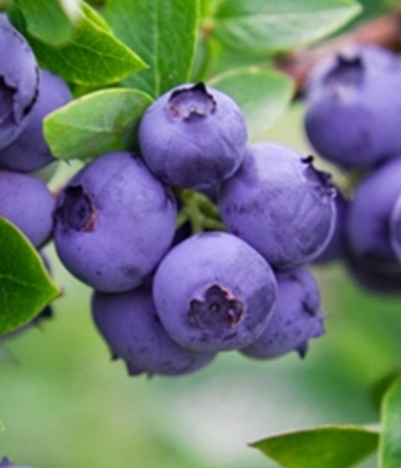 Heidelbeere (Vaccinium corymbosum) GOLDTRAUBE - Tutifruti SK