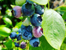 Heidelbeere (Vaccinium corymbosum) Hannah Choice - Tutifruti SK