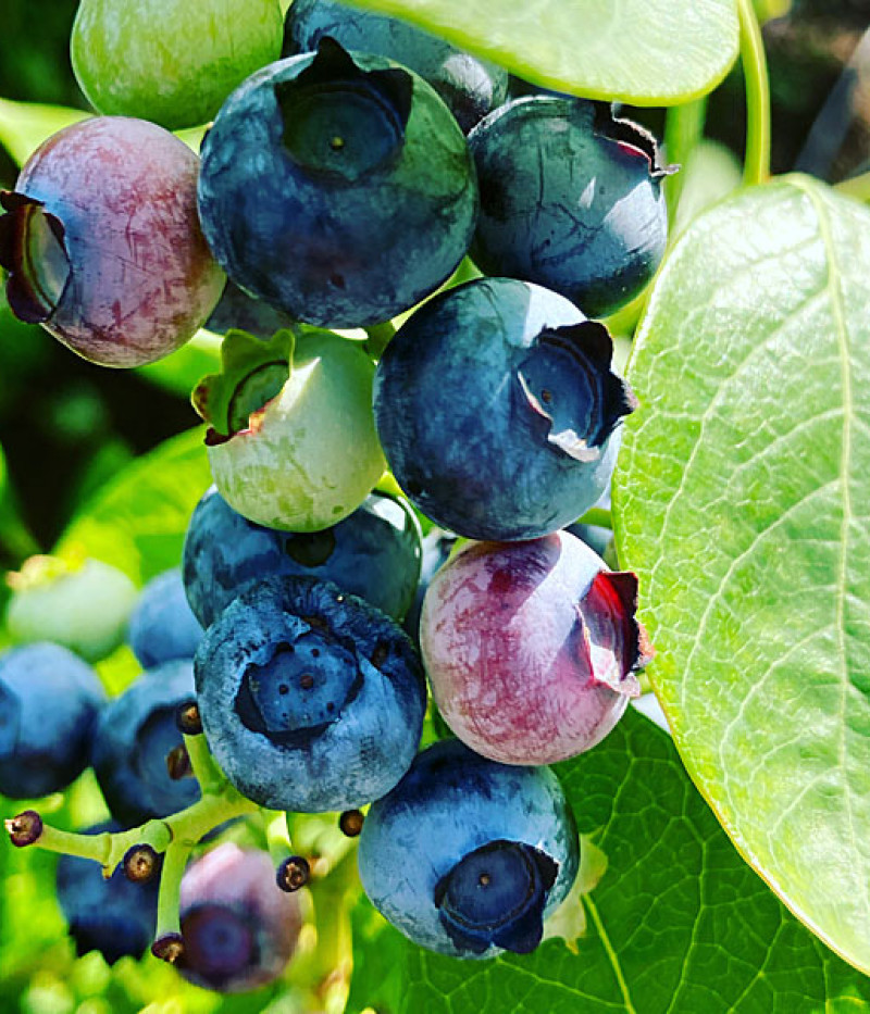 Heidelbeere (Vaccinium corymbosum) Hannah Choice - Tutifruti SK