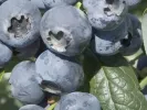 Blueberry (Vaccinium corymbosum) HURON - Tutifruti, s.r.o.
