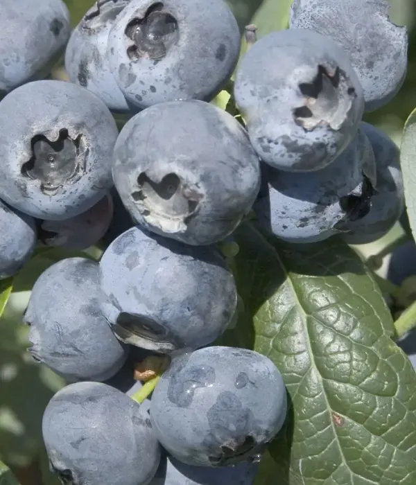 Heidelbeere (Vaccinium corymbosum) HURON