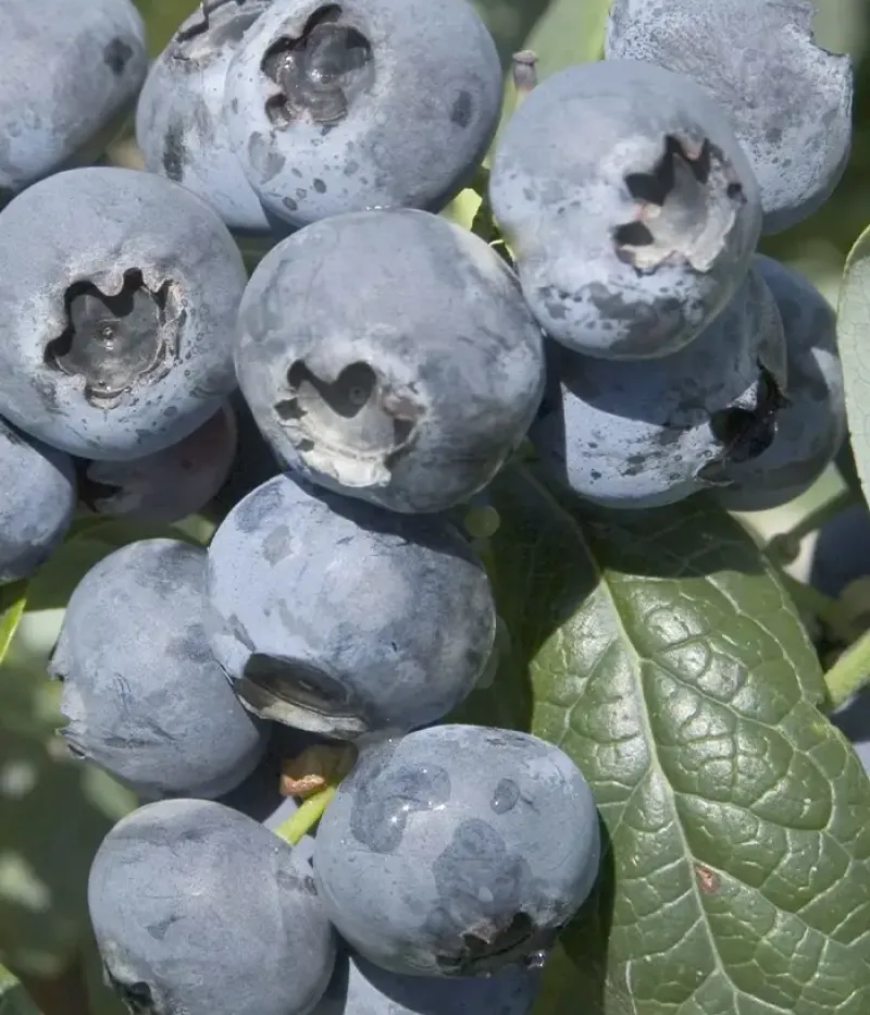 Blueberry (Vaccinium corymbosum) HURON - Tutifruti, s.r.o.