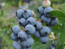 PBR Heidelbeere (Vaccinium corymbosum x Vaccinium angustifolium x Vaccinium uliginosum) JORMA - Tutifruti, s.r.o. (SK)