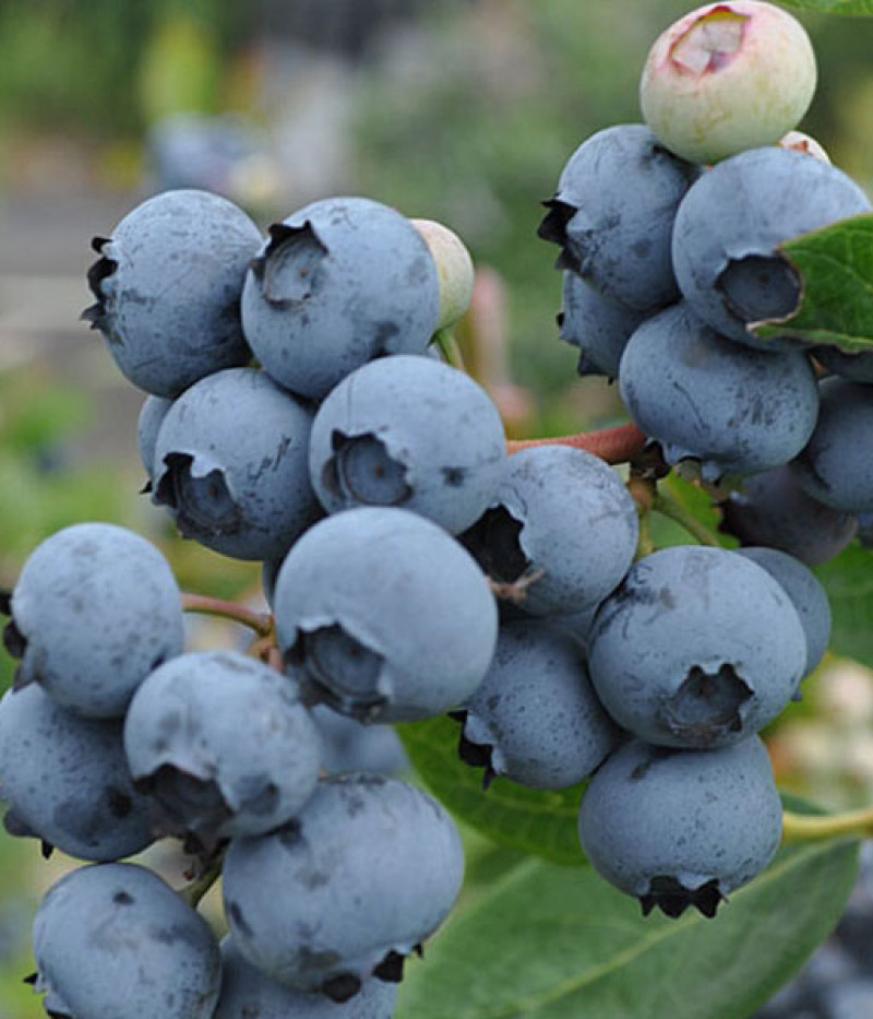 PBR Heidelbeere (Vaccinium corymbosum x Vaccinium angustifolium x Vaccinium uliginosum) JORMA - Tutifruti, s.r.o. (SK)