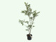 Heidelbeere (Vaccinium corymbosum) LIBERTY