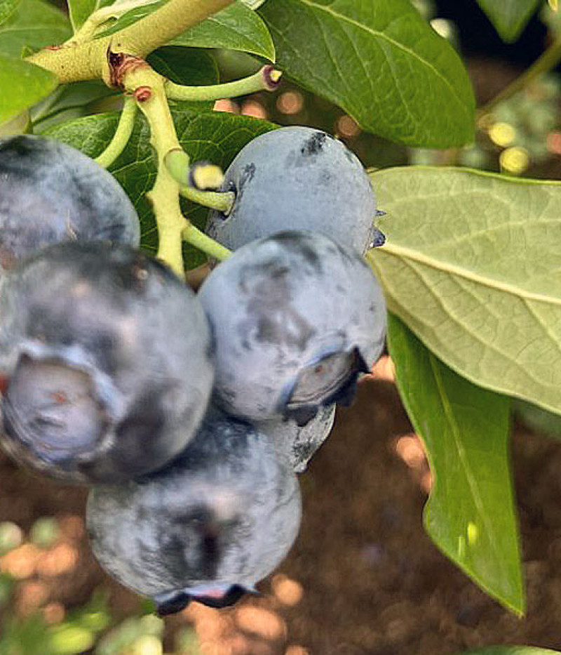 Heidelbeere (Vaccinium corymbosum) LIBERTY - Tutifruti SK