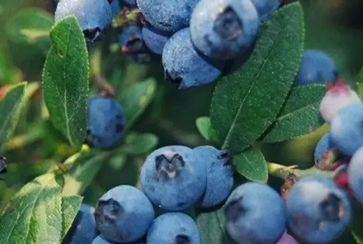 Extrem frostharte Heidelbeeren: Northblue, Northsky & Northcountry