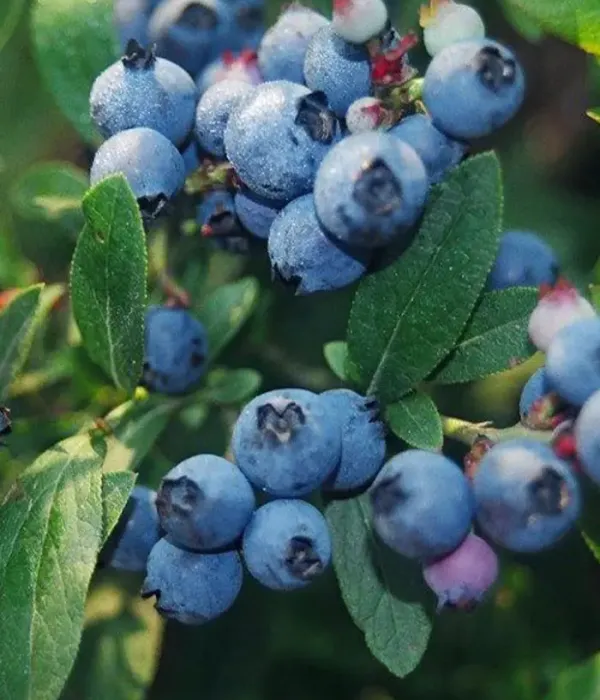 Heidelbeere (Vaccinium corymbosum x Vaccinium angustifolium) NORTHCOUNTRY