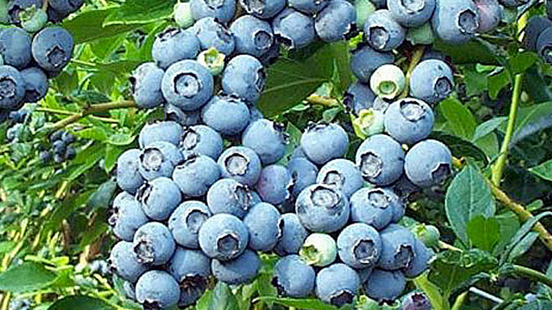 Das phänologische Paradoxon Mitteleuropas: Ein umfassender Ratgeber zur Heidelbeer-Auswahl für Süd und Nord