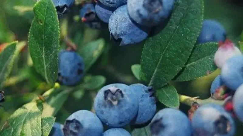 Extrem frostharte Heidelbeeren: Northblue, Northsky & Northcountry