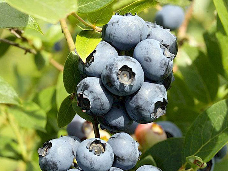 Heidelbeere (Vaccinium corymbosum) NORTHLAND