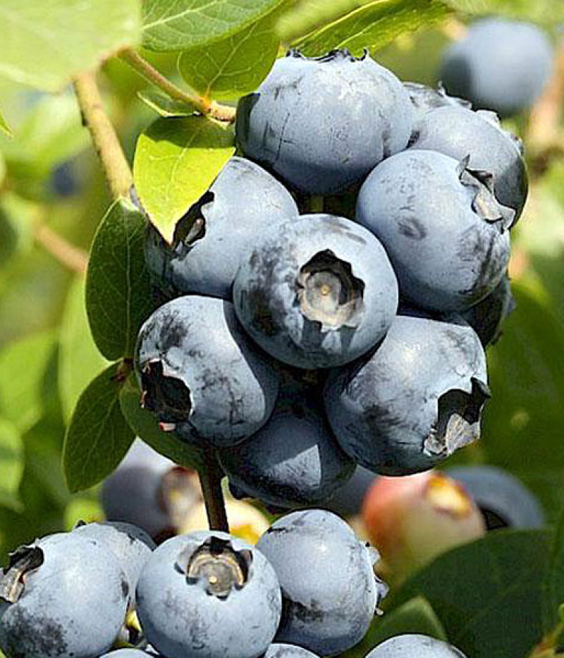 Heidelbeere (Vaccinium corymbosum) NORTHLAND - Tutifruti SK