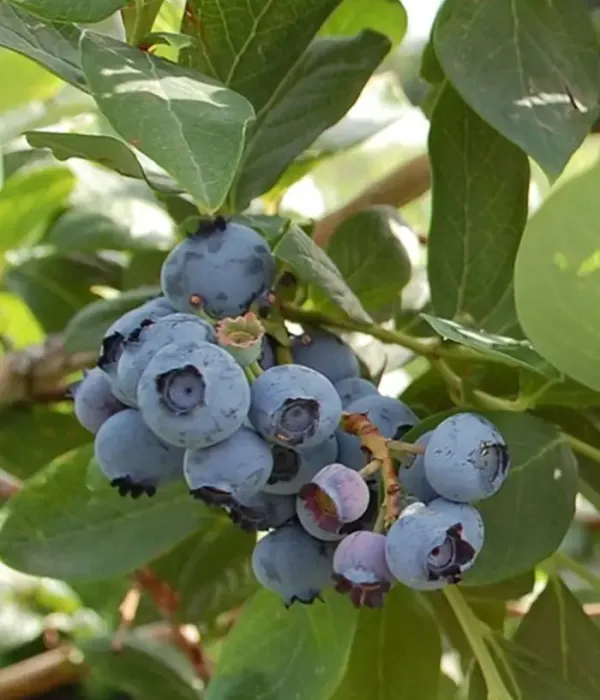 Heidelbeere (Vaccinium corymbosum x Vaccinium darrowii) O'NEAL