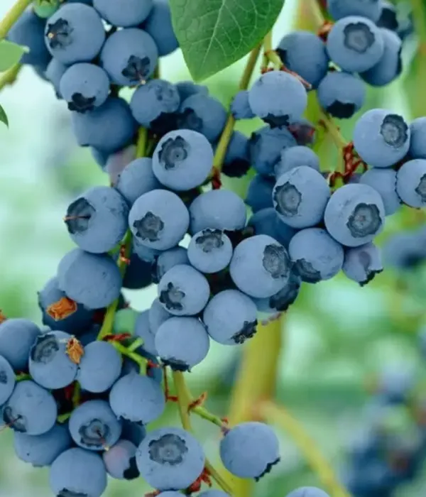 Heidelbeere (Vaccinium corymbosum x Vaccinium darrowii) OZARKBLUE