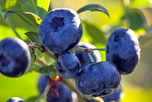 Wasser als Leben und Bedrohung: Wie die Qualität und Verfügbarkeit der Bewässerung über den Erfolg des Heidelbeeranbaus entscheiden