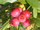 Heidelbeere (Vaccinium virgatum x Vaccinium corymbosum) Pink Lemonade - Tutifruti, s.r.o.