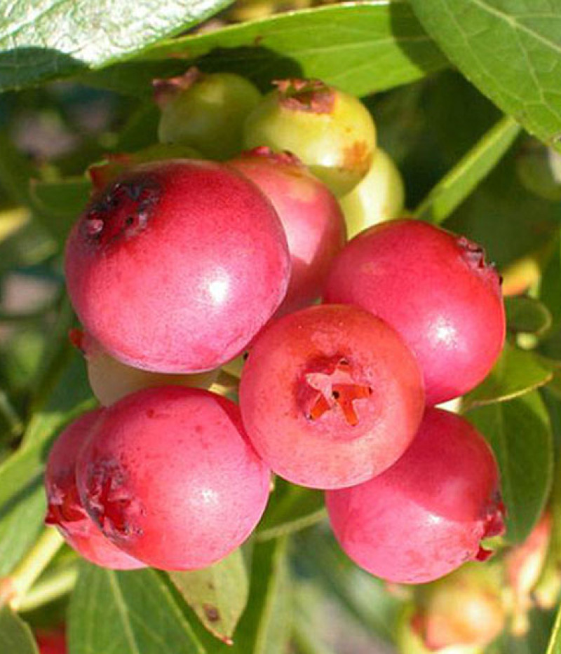 Heidelbeere (Vaccinium virgatum x Vaccinium corymbosum) Pink Lemonade - Tutifruti, s.r.o.