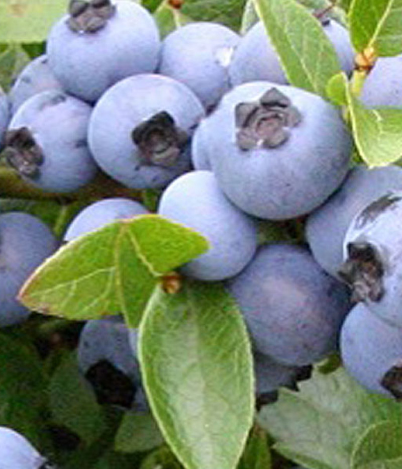 Čučoriedka (Vaccinium corymbosum x Vaccinium angustifolium) POLARIS - Matej Hornák