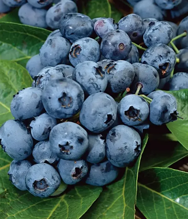 Heidelbeere (Vaccinium corymbosum) PURU