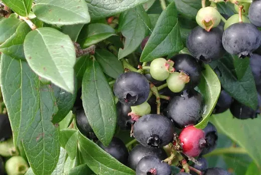 Jenseits der Kreuzung: Die biotechnologische Revolution und der verborgene Einfluss der wilden Heidelbeere auf moderne Sorten