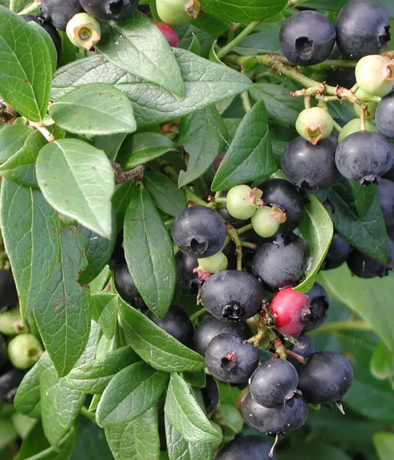 Heidelbeere (Vaccinium angustifolium) PUTTE - Tutifruti, s.r.o.