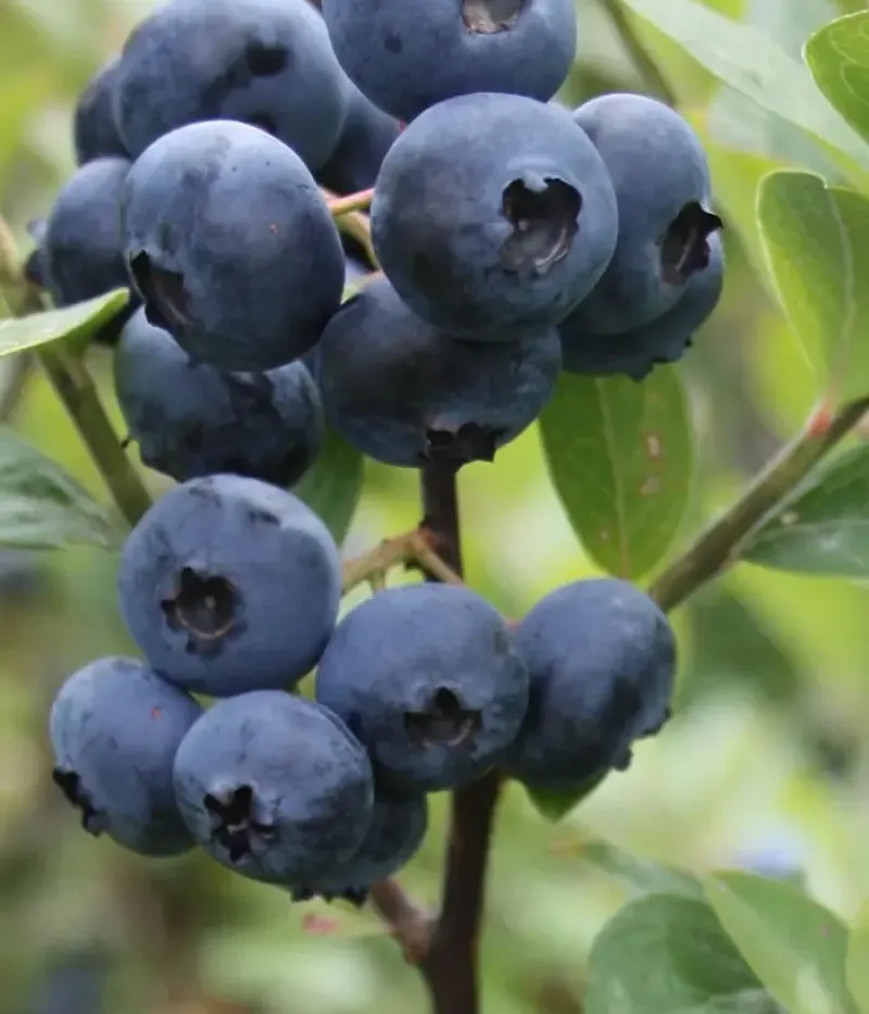 Blueberry (Vaccinium corymbosum) REKA - Tutifruti, s.r.o.