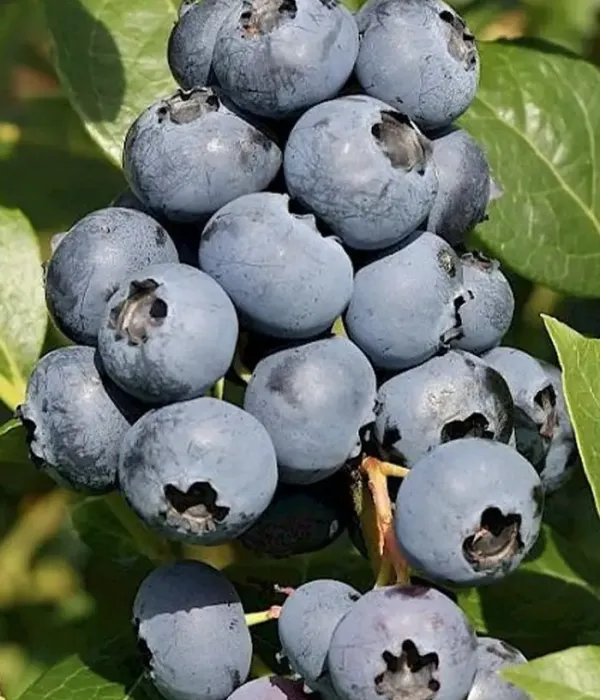 Heidelbeere (Vaccinium corymbosum) SIERRA