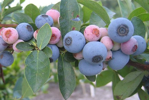 Resistenz vs. Anfälligkeit: Der hundertjährige Kampf gegen Krankheiten und Schädlinge in der Evolution und Züchtung von Heidelbeeren