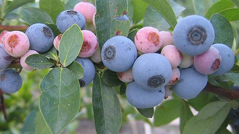 Resistenz vs. Anfälligkeit: Der hundertjährige Kampf gegen Krankheiten und Schädlinge in der Evolution und Züchtung von Heidelbeeren