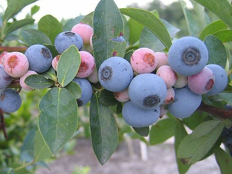 Blueberry (Vaccinium virgatum) TIFBLUE - Tutifruti SK Blueberry (Vaccinium virgatum) TIFBLUE - Tutifruti SK