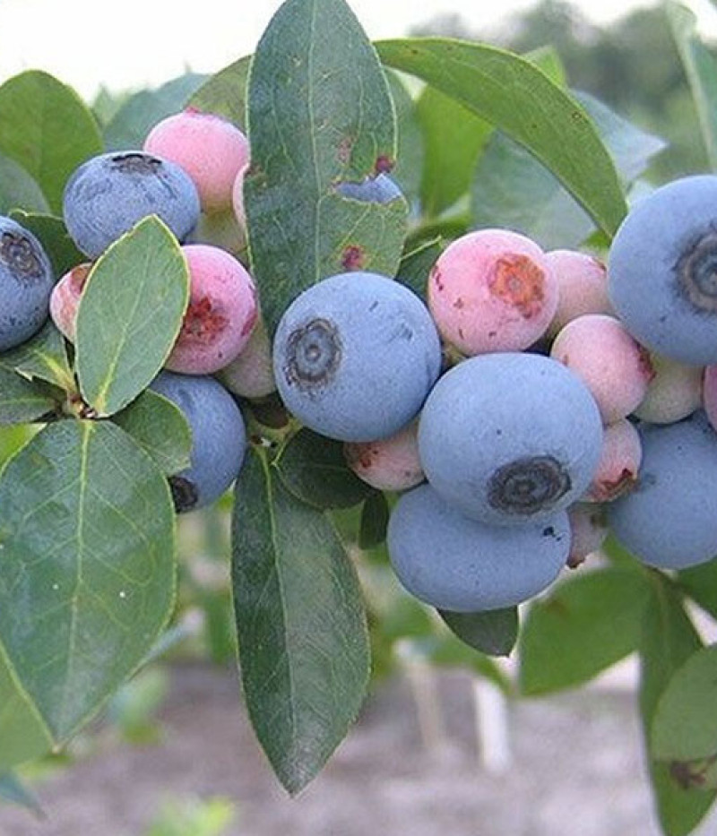 Heidelbeere (Vaccinium virgatum) BALDWIN - Tutifruti, s.r.o.