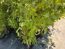 Blueberry (Vaccinium virgatum) TIFBLUE - Tutifruti SK Blueberry (Vaccinium virgatum) TIFBLUE - Tutifruti SK
