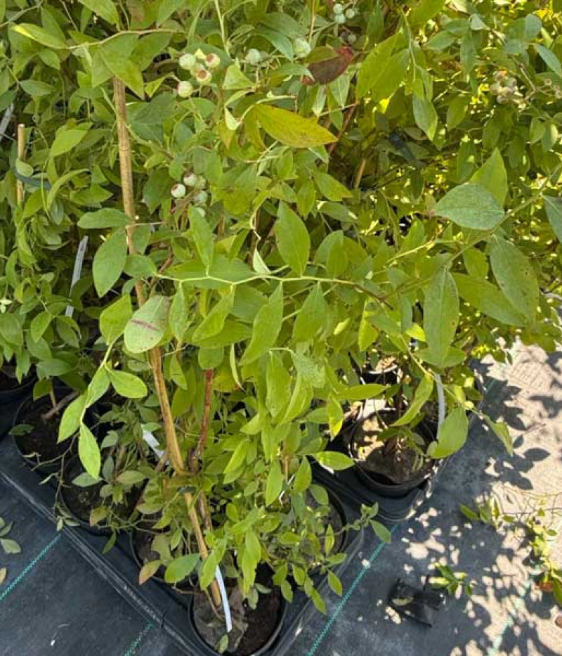 Heidelbeere (Vaccinium virgatum) BALDWIN - Tutifruti, s.r.o.