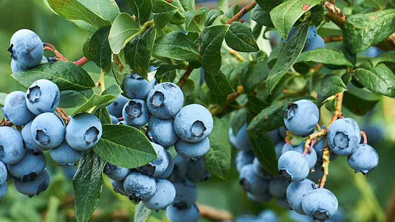 Heidelbeer-Ratgeber: Auswahl für Süd- und Nordregionen (Vollversion)