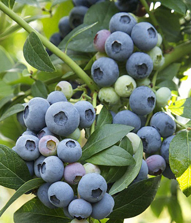 Heidelbeere (Vaccinium corymbosum) TORO - Tutifruti SK