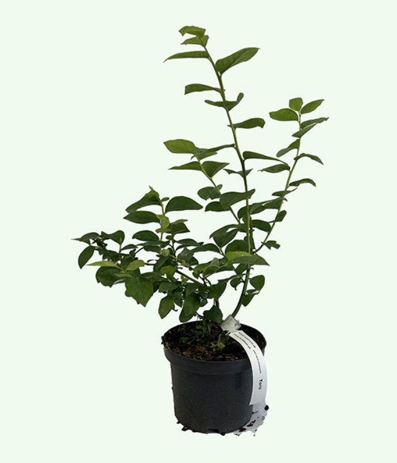 Heidelbeere (Vaccinium corymbosum) TORO - Tutifruti SK