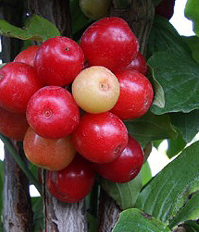 Kornelkirsche (Cornus mas) JULIUSZ - Tutifruti SK