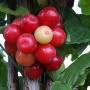 Kornelkirsche (Cornus mas) JULIUSZ