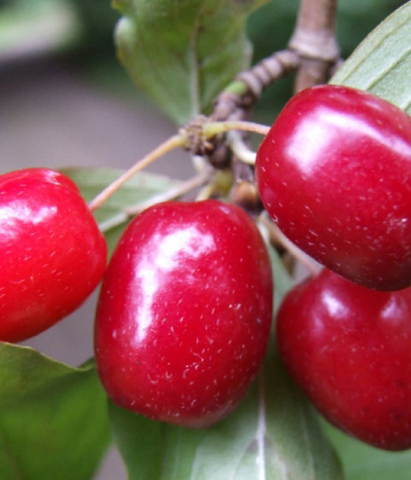 Drieň obyčajný (Cornus mas) KORRALOWYJ MARKA - Tutifruti SK