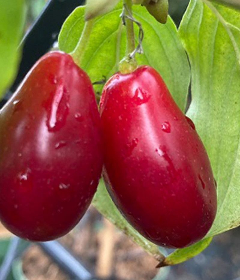 Cornelian Cherry Dogwood (Cornus mas) KAZALNAK - Tutifruti SK