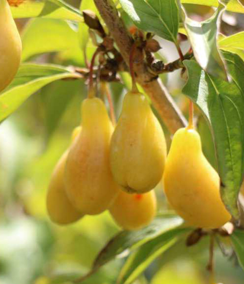 Cornelian Cherry Dogwood (Cornus mas) NEZNYJ - Tutifruti SK