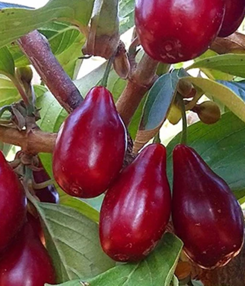 Drieň obyčajný (Cornus mas) PIONEER - Tutifruti SK