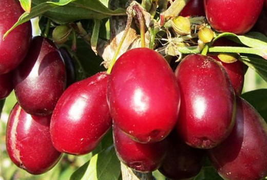 Kornelkirsche – ein vergessener Schatz unserer Gärten, der wieder in Mode kommt!