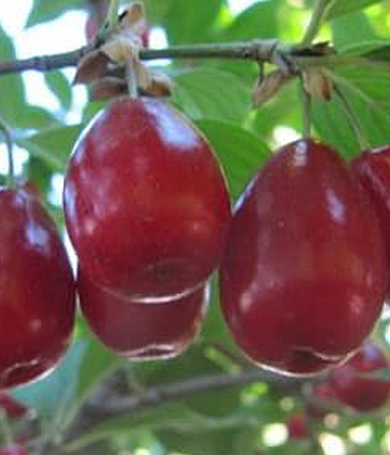 Kornelkirsche (Cornus mas) SHAN - Tutifruti SK