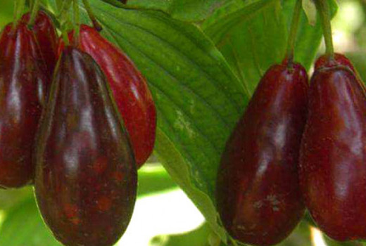 Kornelkirsche als Medizin: Wissenschaftlich nachgewiesene Wirkungen von Diabetes bis zum Herzschutz