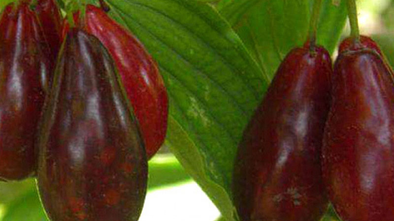 Kornelkirsche als Medizin: Wissenschaftlich nachgewiesene Wirkungen von Diabetes bis zum Herzschutz