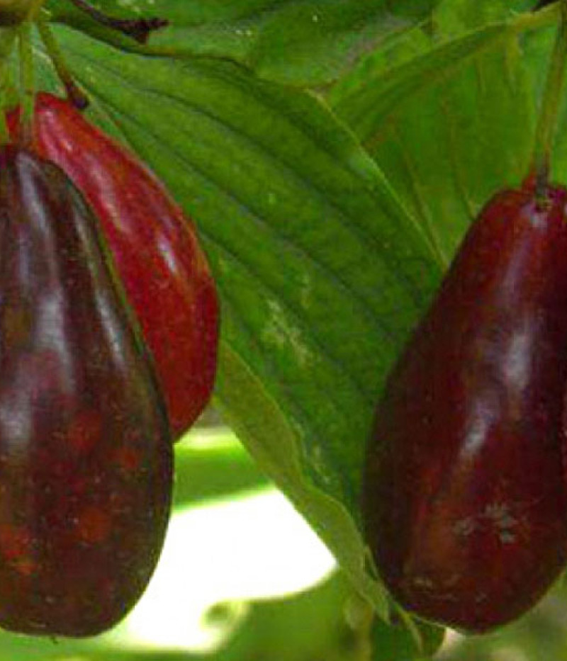 Cornelian Cherry Dogwood (Cornus mas) SULIA - Tutifruti SK
