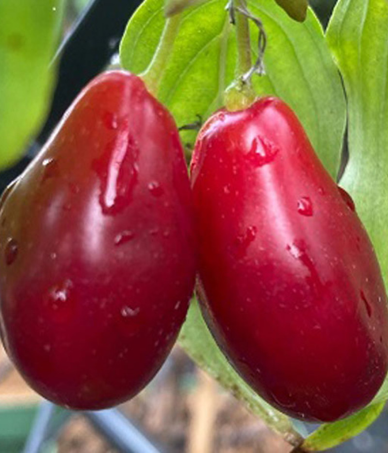 Cornelian Cherry Dogwood (Cornus mas) BOLESTRASZYCKI® - Tutifruti SK